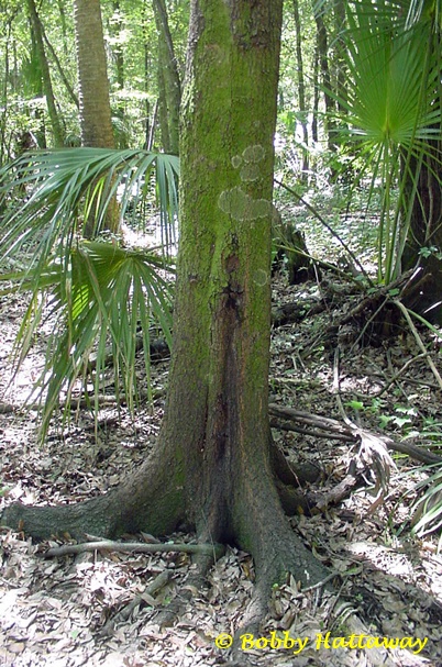 {Quercus laurifolia}